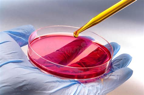 Biotechnology Experiment In Science Research Lab Stock Photo Image Of