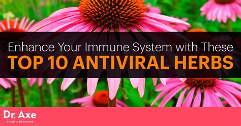 Antiviral Herbs Boost Immune System And Fight Infection Dr Axe