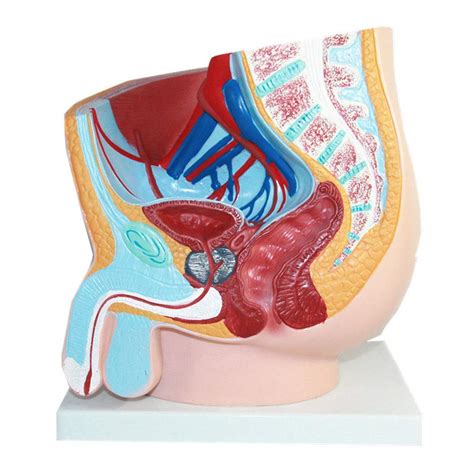 Buy Bjh Male Pelvic Cavity Sagittal Section Model Human Anatomy Educational Model Shows The