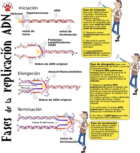 Mapa Conceptual De Replicacion Transcripcion Y Traduccion Del Adn