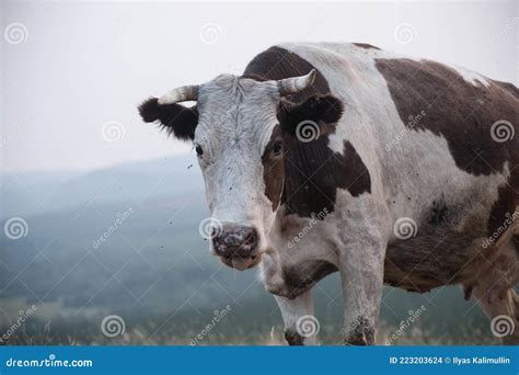 Scary Cow Closeup With Flies Stock Photo Image Of Flies Scary 223203624