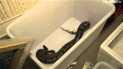 Anfang 2017 kaufte schließlich die volksbank schlangen das haus und erlaubte bis kurz vor dem abriss dem förderverein ortsgeschichte schlangen, teile der räume zu nutzen. 17.03.2011 Siegen: Schlangen-Alarm! - YouTube