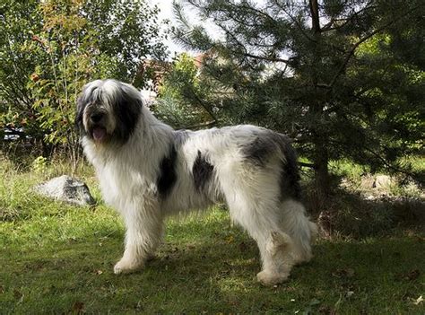 Romanian Mioritic Shepherd Dog Romanian Mioritic Mioritic Mioritic