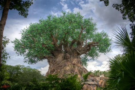 50 Disney Tree Of Life Wallpaper On Wallpapersafari