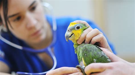 Exotic Pet Vet Missouri Wellness Info For Pet Parents