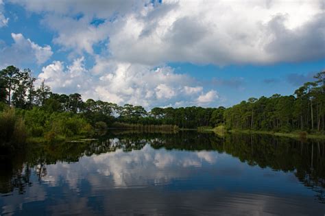 Alligator Lake Reflection Stock Photo Download Image Now Alabama