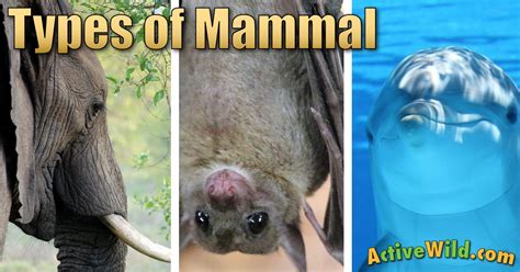 Types Of Mammals Pictures And Facts Learn About The Main Mammal Groups