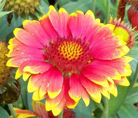 Remember that a fire escape made out of black metal is going to. Arizona Sun Blanket Flower | Perennial herbs, Perennials ...