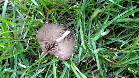 Mushrooms Popping up in Your Lawn? | New York State IPM Program