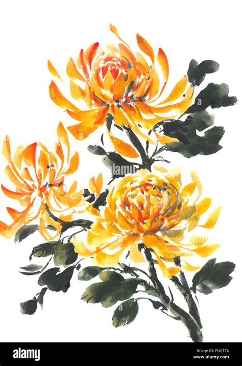 Yellow Chrysanthemum Bright Flowering Chrysanthemum Watercolor