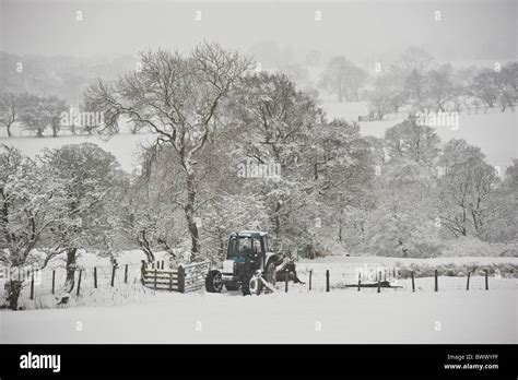 Farmer With Tractor Fodder Feeding Sheep Snow Stock Photo Alamy