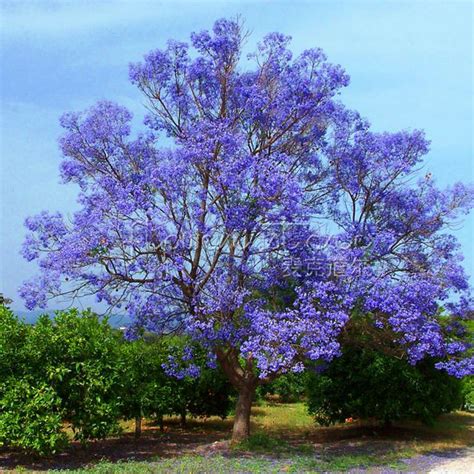 The whole tree is covered with large and delicate grapes of magnificent lavender blue flowers. Gergeous 20pcs/bag Blue Jacaranda Tree bonsai Flowering ...