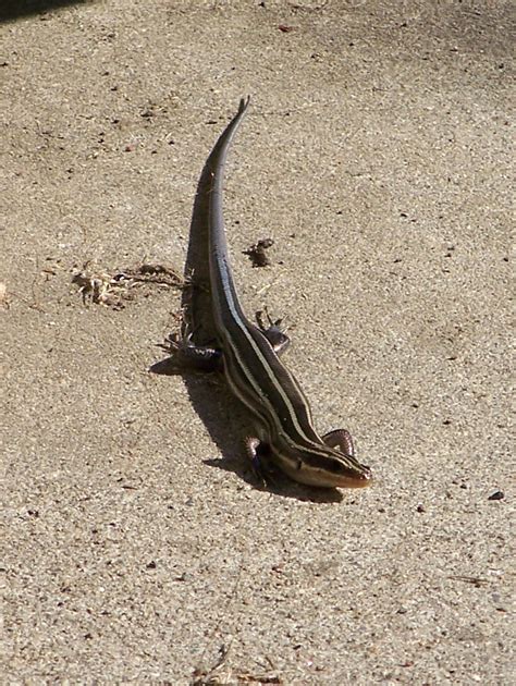 Five Lined Skink Catching A Bit Of Sun In The Back Yard P Flickr