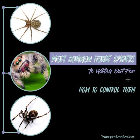 Most Common House Spiders And Others To Watch Out For How To Control Them