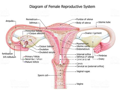 Female Reproductive Organs Diagram Labeled Draw A Neat Diagram Of The Female Reproductive