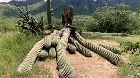 Giant 200 Year Old Saguaro Cactus Toppled By Heavy Rain In Arizona