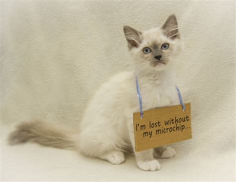 Many microchip registries claim to be free, but often end up charging for updates and transfers. cat and dog microchipping and registration | Gordon Vet
