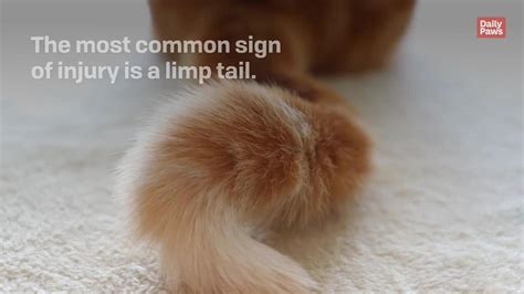 How To Tell If Your Cat Has A Broken Tail