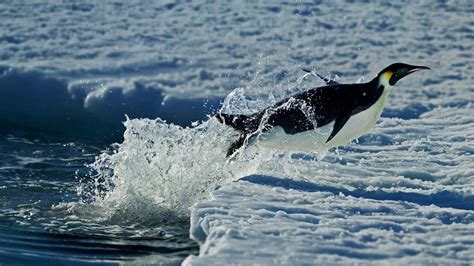 Penguins Animals Depth Of Field Sea Water Nature Snow Winter
