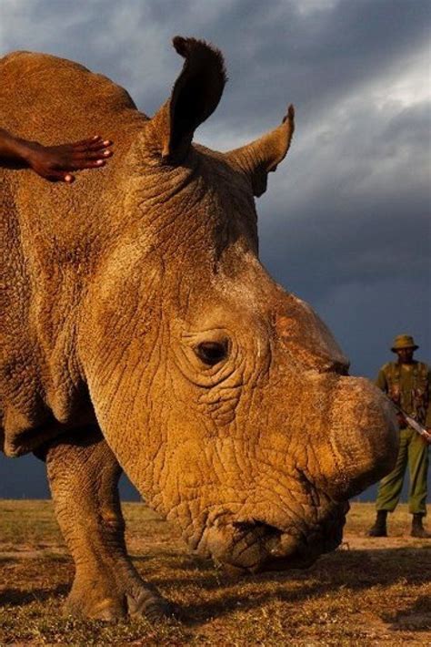 The Worlds Last Male Northern White Rhino Placed Under Armed Guard