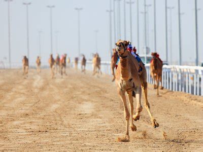 So if you are planning to visit dubai for the sake of camel racing then you would be at the best spot to fulfil your desires. Al Marmoum Camel Race Track, Dubai