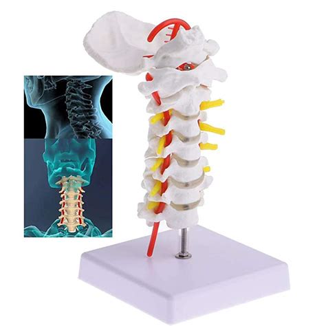 Buy DBSCD Human Cervical Vertebra Carotid Artery Flexible Spine Model Life Size Chiropractic