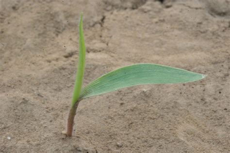 Broadleaf Signalgrass Mizzou Weedid