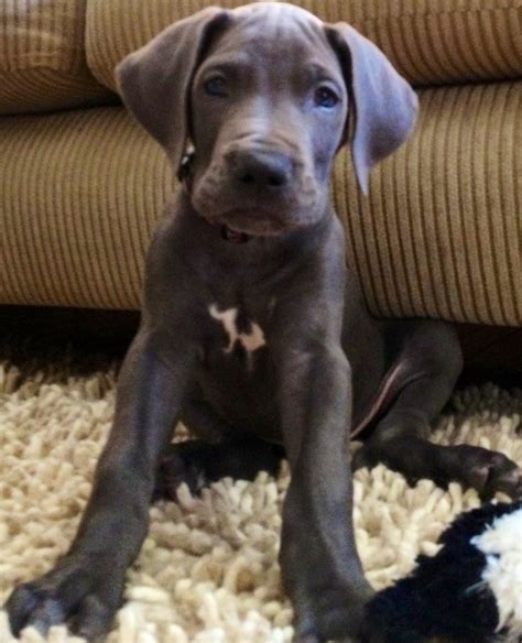 Remington Blue Great Dane Puppy I Love Pinterest