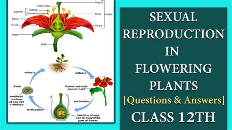 Lecture 27 Questions And Answers Sexual Reproduction In Flowering Plants