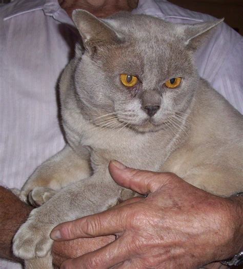 The latter emerged in the 1940s and 1950s when british breeders began mixing the original burmese with siamese and british shorthairs. Favori - Burmese Cat Breeder - Sunshine Coast, Queensland