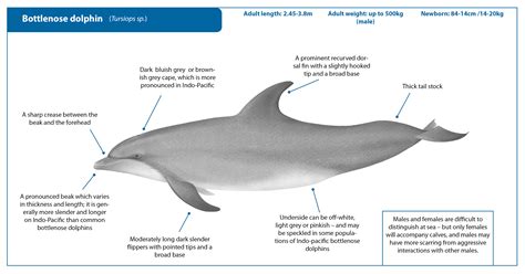 Bottlenose Dolphin Whale Watching Handbook