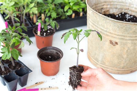 How To Transplant Tomato Seedlings Into Larger Pots Plus The Best Soil