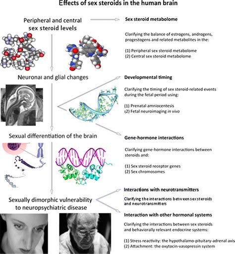 effects of sex steroids a multimodal perspective figure 1 outlines download scientific
