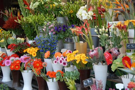 Even though these plants have to be planted each year, they are quite long lived and will flower for a long period of time. Flowers for Sale | Flowers for Sale - Vienna, Austria ...
