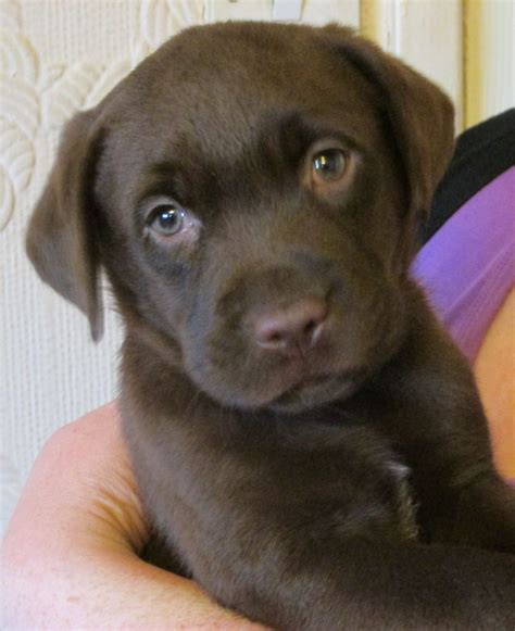 Labrador retriever puppies for sale because labrador retrievers are not a rare breed, the average labrador retriever price is between $300 and $1,000 if you choose to go through a breeder. Beautiful Chunky Chocolate Labrador Babies | Ormskirk ...