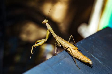 Do Praying Mantises Fly The Complete Guide Insect Keeper