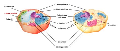 There is no definite number of vacuoles in an animal cell. i-Pathways: Learning Pathways in Adult Education