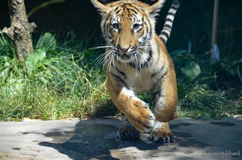 The malayan tiger run 2019 today saw more than 4,000 participants roaring off in support of tiger conservation in malaysia. Happy #Caturday! Run to the Zoo to see your favorite ...