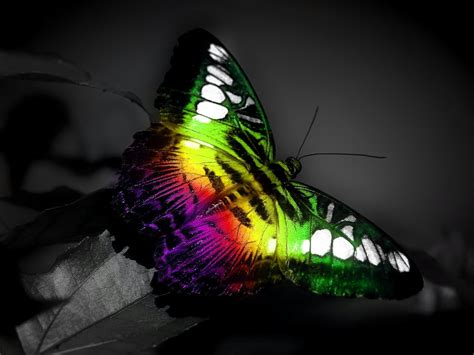 Rainbow Butterfly Wallpaper And Background Image 1600x1200 Id151866