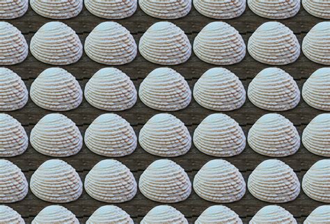 White Clam Shell Wallpaper Free Stock Photo Public Domain Pictures