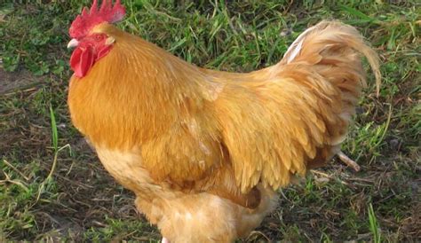 Top 11 Types Of Roosters For Your Flock