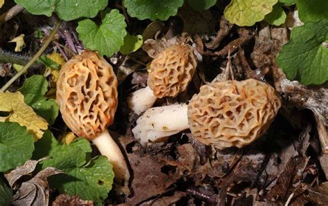 Mid Missouri Morels And Mushrooms The Variety Of Morels