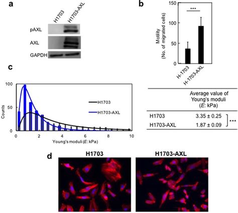 Exogenous Expression Of Axl Gene Increases Motility And Reduces