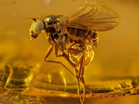 Beautiful Pictures Of Insects Preserved In Amber For Millions Of Years