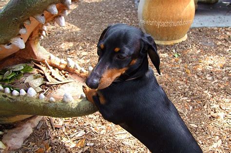 There are a few reasons why the breath of a dog can smell this way. Crusoe Smells Gator Breath Crusoe, the celebrity dachshund