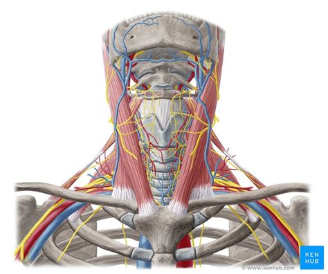 Head Neck And Shoulder Anatomy