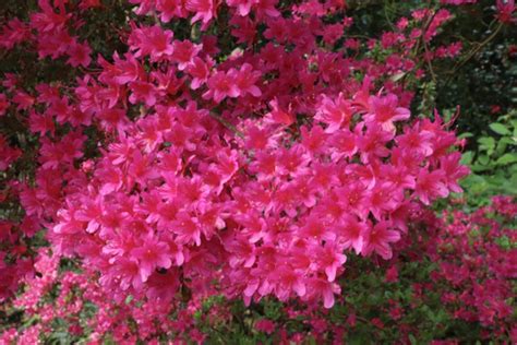 Price and other details may vary based on size and color. Choosing plants for your garden - what to consider before ...