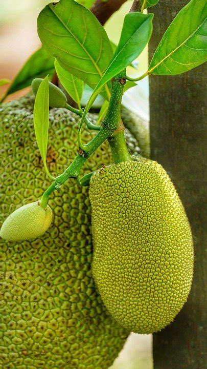 Kerala Gets Its Official Fruit Ffoods Spectrum Unleashing The Power