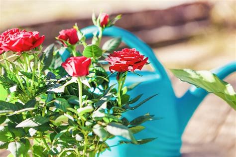 Premium Photo Woman In The Garden With Flowers Watering From A Watering Can