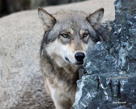 Meet Our Wolves International Wolf Center